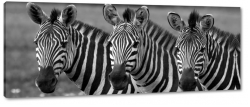 zebry, paski, czarno-biae, natura, dziko, afryka, safari, podr, b&w, rodzina, stado