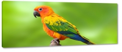 papuga, ara, kolorowy, pomaraczowy, dzib, tropiki, skrzyda, dungla, na gazi