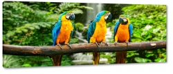 papugi, ara, kolorowy, czerwony, niebieski, dzib, na gazi, tropiki, skrzyda, dungla