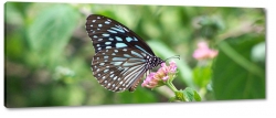 motyl, owad, natura, pikno, skrzyda, makro, niebieski, czarny, abstrakcja, kwiaty, zielony