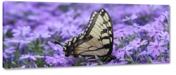 motyl, owad, lawenda, kwiaty, pikny, skrzyda, fioletowy, wiosna, lato, czarny