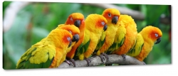 papugi, ara, kolorowy, ty, zielony, dzib, na gazi, tropiki, skrzyda, dungla, rodzina
