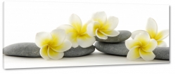 plumeria, hawajski, kwiat zakochanych, wellness, kamienie, natura, zdrowie, spokj, rwnowaga, relaks, patki, art, makro, zblienie