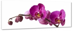 orchidea, storczyk, fioletowy, patki, natura, pki, prezent, kwiaty, biale to, makro