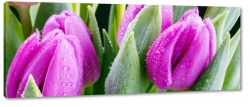 tulipany, fioletowy, ka, pole, gsto, licie, wiosna, lato, ogrd, makro, rosa, krople wody
