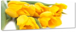 te tulipany, pomaraczowe, kwiaty, bukiet, patki, licie, lato, natura, pikno, makro, ogrd, biae to