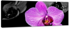 orchidea, czarne to, makro, z bliska, kwiaty, patki, wiosna, pikno, okazja