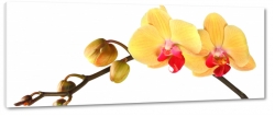 orchidea, storczyk, lty, patki, natura, odyga, pki, prezent, kwiaty, biae to, makro