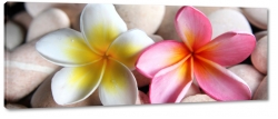 plumeria, kamienie, kwiat lei, wellness, hawajski, kwiat zakochanych, rowy, pomaraczowy, spokj, wyciszenie