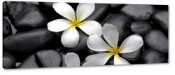 plumeria, kamienie, kwiat lei, wellness, hawajski, kwiat zakochanych, biay, ty, czarny, spokj, wyciszenie
