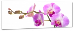 orchidea, storczyk, fioletowy, patki, natura, pki, prezent, kwiaty, biae to, makro