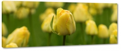 tulipan, ty, kadr, artystycznie, zdjcie makro, rozmyte to, ka, pole, wie, lato, ogrd