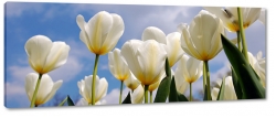 biae tulipany, otwarte, rozkwitajce, bukiet kwiatw, pikno, styl, niewinno, ka, pole, ogrd, niebo, chmury