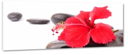 kamienie, wellness, kwiat, czerwony, hawajski, zen, spokj, rwnowaga, wyciszenie