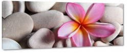 kamienie, plumeria, kwiat lei, hawajski, wellness, relaks, natura, kwiat zakochanych, rowy