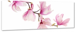 magnolia, kwiaty, natura, patki, pikno, biel, sezon wiosenny, zdjcie makro, ga
