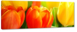 tulipany, lato, bukiet, czerwony, ty, blask soca, lato, promienie, ciepe barwy