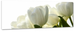 biae tulipany, otwarte, rozkwitajce, bukiet kwiatw, pikno, styl, niewinno, biae to, makro, z bliska
