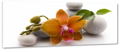 orchidea, kamienie, wellness, patki, relaks, rwnowaga, biae to, makro, pomaraczowy, szary, natura