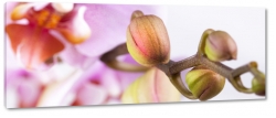 pki, orchidea, fioletowy, makro, zblienie, rolina, natura