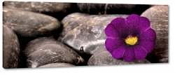 fioletowy, kwiat, hawajski, kamienie, skay, wellness, spokj, rwnowaga, wyciszenie, pikno, art, natura