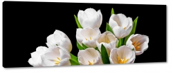 biae tulipany, otwarte, rozkwitajce, bukiet kwiatw, pikno, styl, niewinno, czarne to