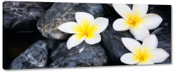 plumeria, hawajski, kwiat zakochanych, wellness, kamienie, natura, zdrowie, spokj, rwnowaga, relaks, patki, art, makro, zblienie