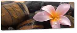 plumeria, hawajski, kwiat zakochanych, wellness, kwiat lei, rowy, kamienie, natura, zdrowie, spokj, rwnowaga, relaks, patki, art, makro, zblienie