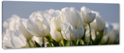 biae tulipany, otwarte, rozkwitajce, bukiet kwiatw, pikno, styl, niewinno, czarne to