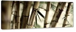 bambus, makro, zblienie, natura, drzewo