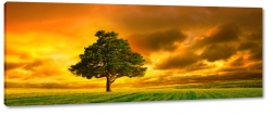 drzewo, pole, wie, ka, polana, korona, zielone, horyzont, ciepe kolory, chmury, czerwone niebo, krajobraz, widok