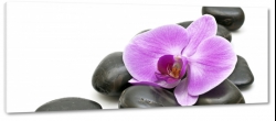 storczyk, orchidea, na kamieniach