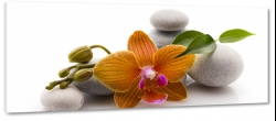 storczyk, orchidea, gazka, na kamieniach