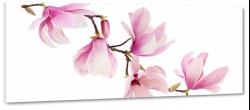 magnolia, magnolie, kwiaty. gazka