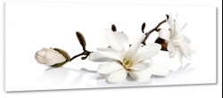 magnolia, magnolie, gazka, biae