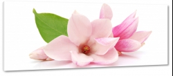 magnolie, kwiaty, magnolia