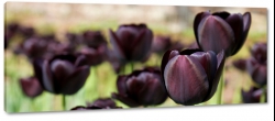 tulipany, fioletowy, pole tulipanw