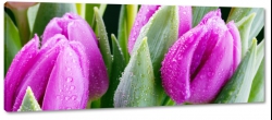 tulipany, kwiaty, woda, rosa, krople wody