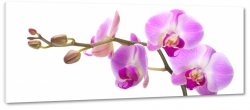 storczyki, orchidea, gazka, biae to