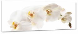 storczyki, orchidea, biae, gazka