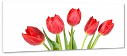 tulipany, czerwone, biae to