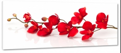 storczyki, orchidea, czerwone kwiaty, na biaym tle