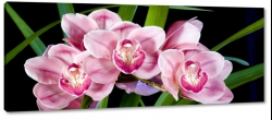 storczyki, orchidee, kompozycja