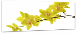 storczyki, te, orchidee, biae to