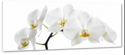storczyki, biae, orchidee, na biaym tle 