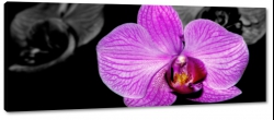 storczyki, orchidea, kwiat, fioletowy