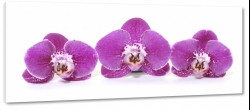 storczyki, orchidee, fioletowe, biae to