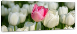tulipany, pole tulipanw, biae, rowy