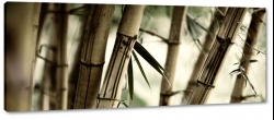 bambus, bambusy, las bambusowy