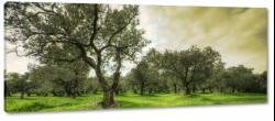 drzewa, oliwne, gaj oliwny